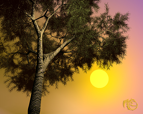 Сосна  на закате