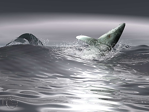 Китовые забавы