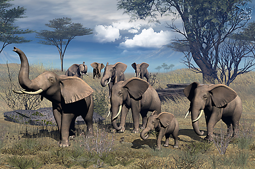 Стадо слонов