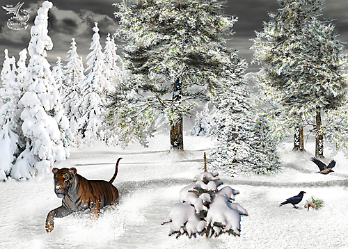 Тигр с снегу